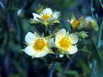 Sagebrush Buttercup