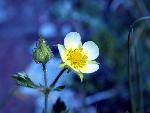 Sagebrush Buttercup