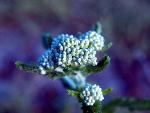 Common Yarrow