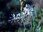 Scarlet Gaura