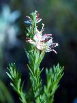 Scarlet Gaura