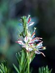 Scarlet Gaura