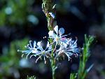 Scarlet Gaura