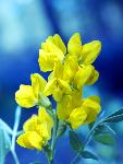 Goldenpea