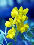 Goldenpea