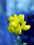 Goldenpea