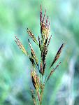 Big Bluestem