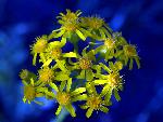 Prairie Groundsel