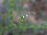 Desert Stickseed