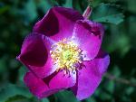 Meadow Rose