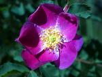 Meadow Rose