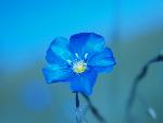 Blue Flax