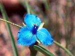 Bracted Spiderwort