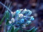 Breadroot Scurfpea