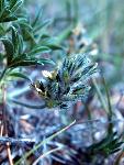 Breadroot Scurfpea