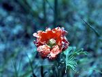 Scarlet Globemallow