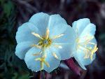 Pale Evening-Primrose