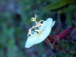 Pale Evening-Primrose