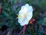 Pale Evening-Primrose