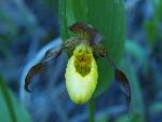 Yellow Ladyslipper