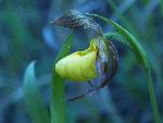 Yellow Ladyslipper
