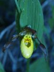 Yellow Ladyslipper