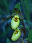 Yellow Ladyslipper