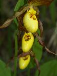 Yellow Ladyslipper