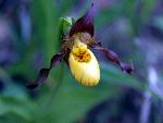 Yellow Ladyslipper