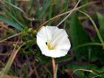 Field Bindweed