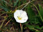 Field Bindweed