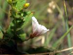 Field Bindweed
