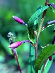 Fireweed