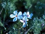 Hood's Phlox