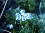 Hood's Phlox