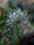 Pasqueflower Seedhead