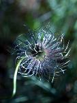 Pasqueflower Seedhead