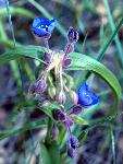Bracted Spiderwort