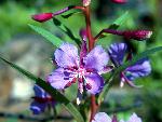 Fireweed