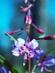 Fireweed