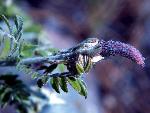 Leadplant