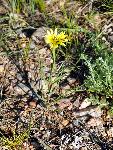 Western Salsify