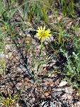 Western Salsify