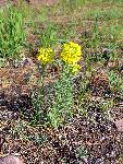 Western Wallflower