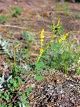 Yellow Sweetclover