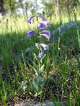 Shell-leaf Penstemon