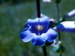 Shell-leaf Penstemon