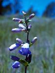 Shell-leaf Penstemon