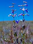 Shell-leaf Penstemon