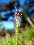 Foxtail Barley
